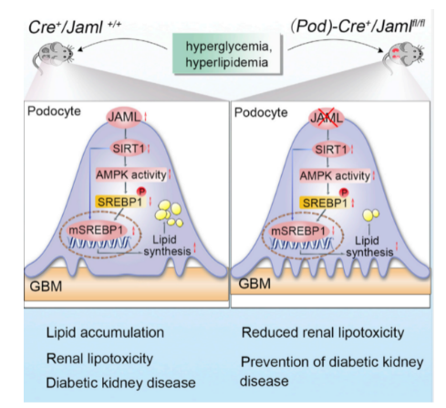 16212408595217.png image.png