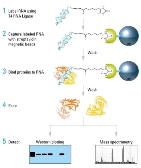 16213989071619.png image.png