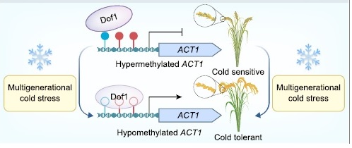 中国科学院遗传与发育生物学研究所曹晓风院士团队招生宣传